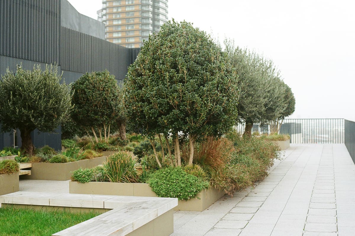 A rooftop garden of clipped topiary trees and planters beside a pale sky.